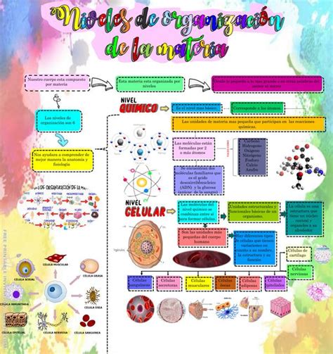 Niveles De Organizacion De La Materia Mapa Conceptual Gufa Porn Sex