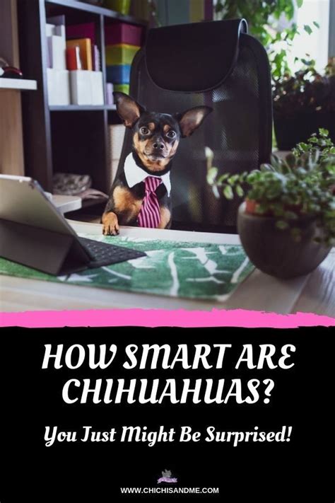 Title Are Chihuahuas Smart Or As Some Say Dumb Chihuahua