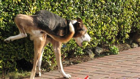 Consejos A Tomar En Cuenta Para Un Mejor Manejo De Las Heces De Tu Mascota Infobae