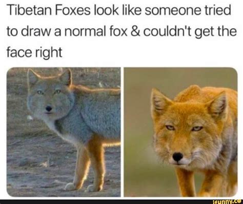 Tibetan Foxes Look Like Someone Tried To Draw A Normal Fox Couldnt Get