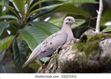 169 Blue Eared Dove Images, Stock Photos & Vectors | Shutterstock