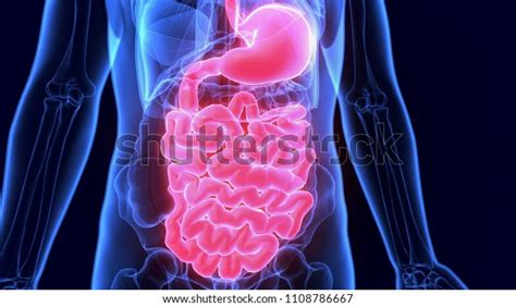 3d Illustration Human Digestive System Anatomy Stock Illustration