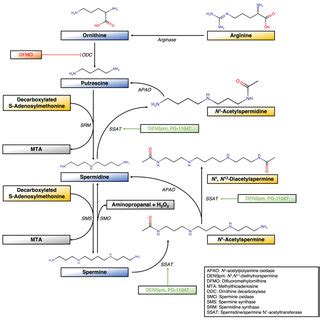 Schematic Of Polyamine Metabolism And Related Polyamine Analog