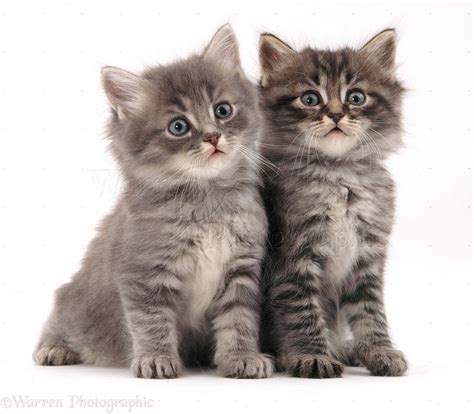 Two fluffy kittens photo WP09417