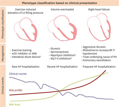 Phenotype Classification Of Hf With Preserved Ejection Fraction Based