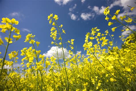 What Is Canola About Us Us Canola Association Non Profit To