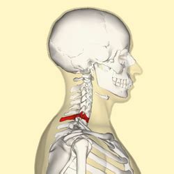 Vertebra prominens - Location, Description, Functions and Pictures