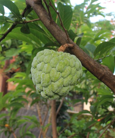 Cherimoya Fruit Food Free Photo On Pixabay