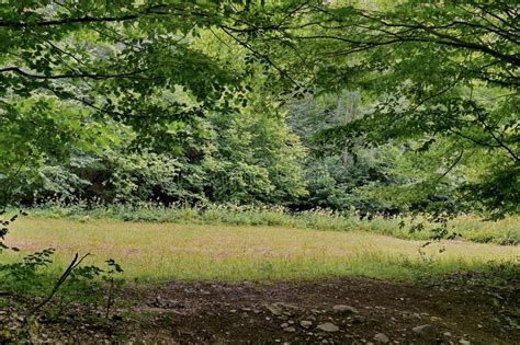 Una Vista Pintoresca De Un Claro En Un Bosque Con El Crecimiento Segado