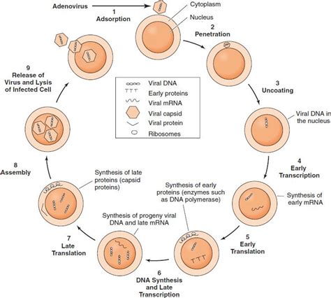 Viral Replication Cycle