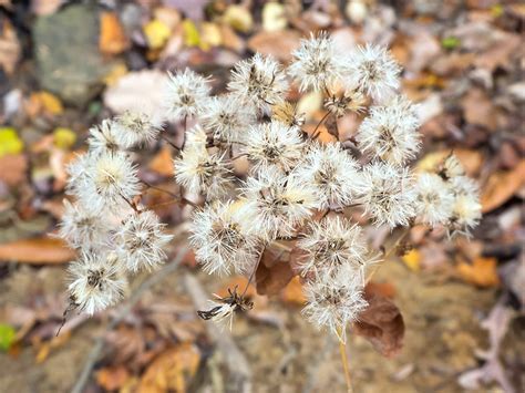 Monticello Park Plants - White Wood Aster