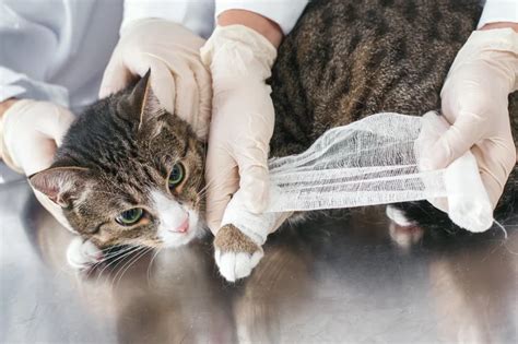 Como Saber Se O Gato Quebrou A Pata - Como saber se a pata do gato está quebrada? | Blog da Cobasi