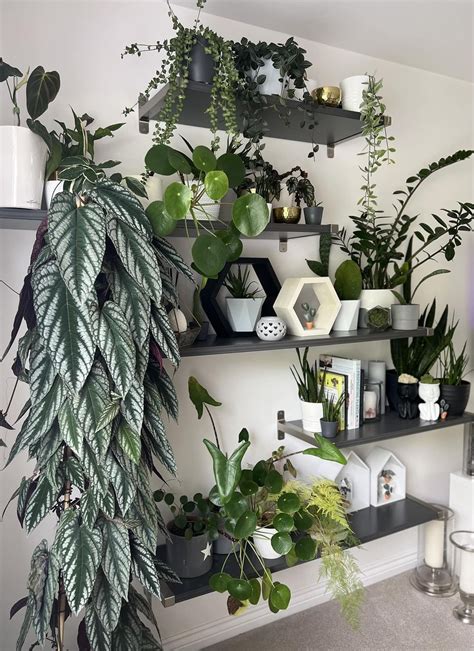 Houseplant Corner | Indoor Plant Decor