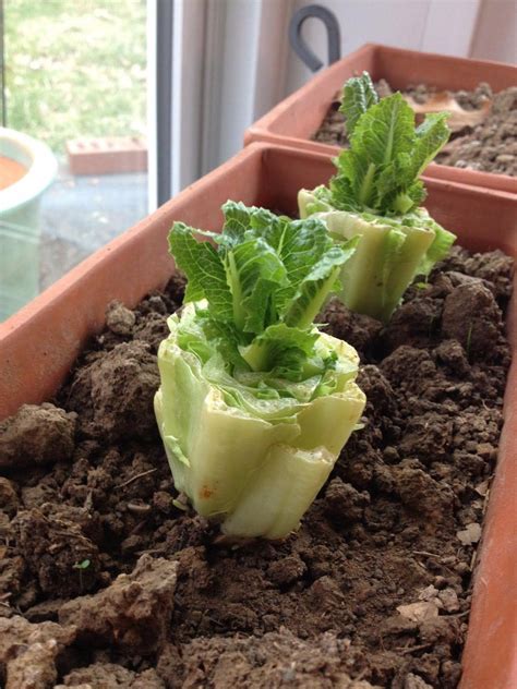 Vegetales Que Puedes Cultivar En Casa Regrow Vegetables Growing