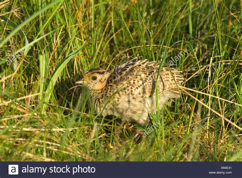 Juvenile Pheasant Stock Photos And Juvenile Pheasant Stock Images Alamy