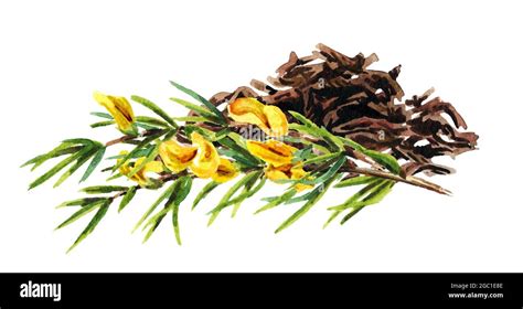 Heap Of Dry Tea Leaves And Rooibos Hand Drawn Watercolor Illustration