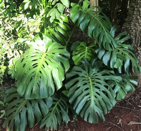 Como Cuidar Da Costela De Ad O Monstera Deliciosa Plantasonya O