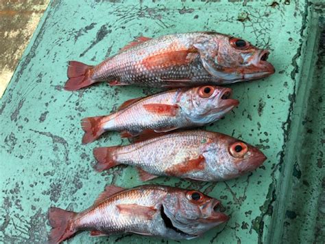 風合瀬アカムツ釣行②