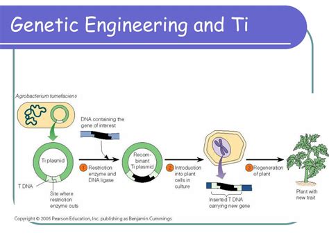 Ppt Recombinant Dna Biotechnology And Microbes Powerpoint