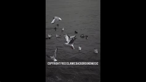 Copyright Free Backgrounds Music Inshot Youtube