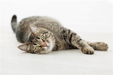 8 Reasons Why Cats Wag Their Tails While Lying Down