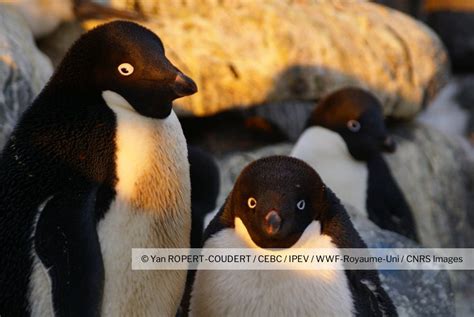 Manchots Ad Lie Sur L Le Des P Trels Terre Ad Lie Antarctique Cnrs