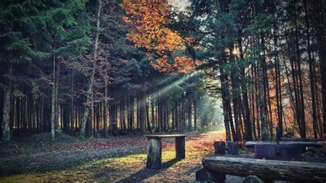 Sunlight Trees Forest Fall Leaves Nature Reflection Plants