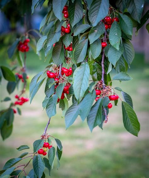 Wild Cherry Tree 1080p 2k 4k 5k Hd Wallpapers Free Download