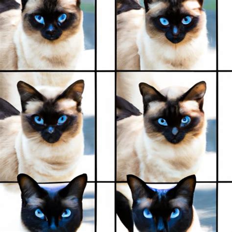 Siamese Cat Blue Eyes: Unveiling the Enigmatic Charm