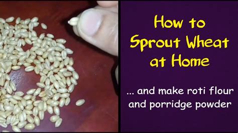 How to Sprout Wheat at Home கதம மள கடடம மற YouTube