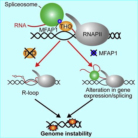 Depletion Of The Mfap Spp Splicing Factor Causes R Loop Independent