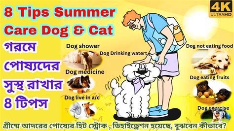 Top 8 Tips To Help Keep Your Dog Cool In Hot Weather I গরমে পোষ্যদের