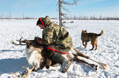 Почему копальхен из оленины чрезвычайно опасен для всех, кроме северян ...