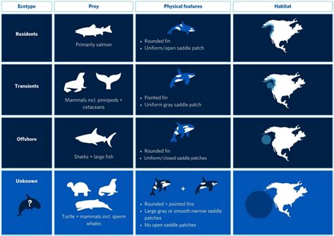 Shark Bitten Orcas In The Northeastern Pacific Could Be A New