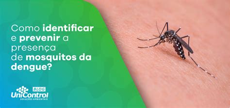 Identificar Mosquito Da Dengue Unicontrol Controle De Pragas