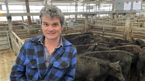 Cattle Prices Pakenham Store Sale Sees Quality Cattle Go For Top