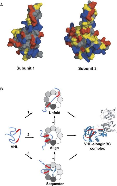 Identification Of The TRiC CCT Substrate Binding Sites Uncovers The