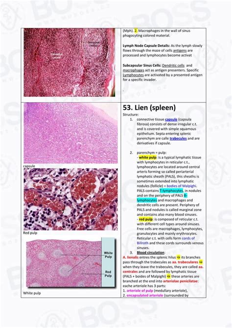 Histology slide guide