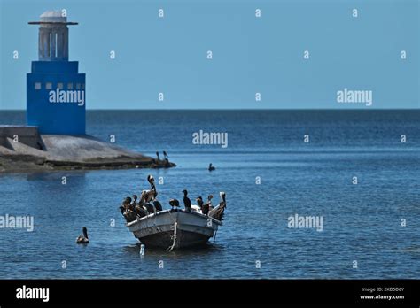 Pelicans and Cormorants sitting on a fishing boat moored along Campeche Bay in San Francisco de ...