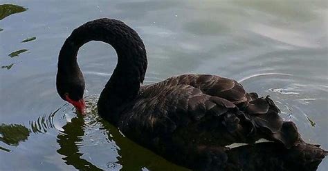 Black Swan Album On Imgur