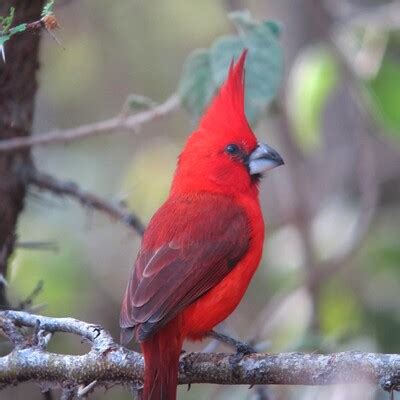 Vermilion Cardinal (Cardinalis phoeniceus) :: BirdWeather