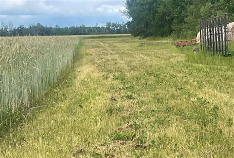 Are Buffer Strips Right For Your Farm Grainews