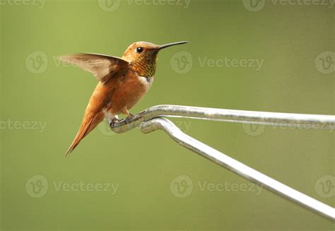 Rufous Hummingbird Male Selasphorus Rufus Stock Photo At Vecteezy