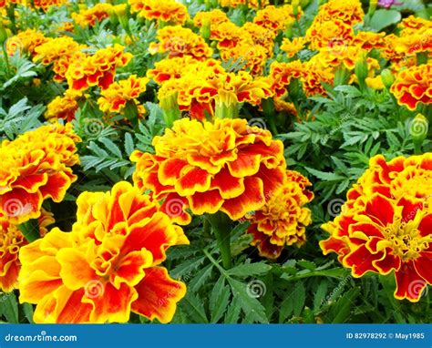 Marigolds Flower In The Garden Beautiful Nature Background Stock Photo