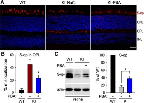 Pba Attenuated S Opsin Mislocalization In Ki Mice A Representative