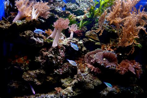 Coral Reef Fishes - Free photo on Pixabay - Pixabay