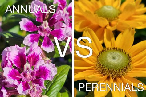 Understanding The Differences Between Annuals And Perennials Damblys Garden Center