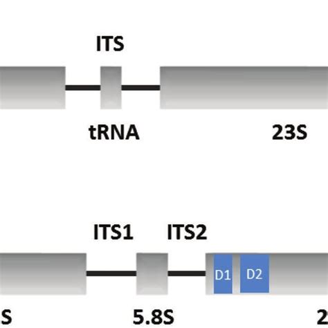 Conserved organization of the rRNA operon in bacteria and eukaryotes ...