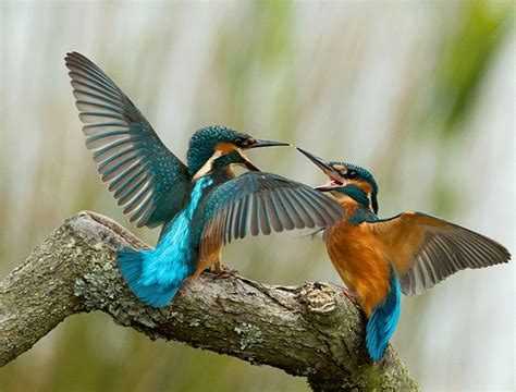 Fighting Kingfisher Photo Animations Uk Photography