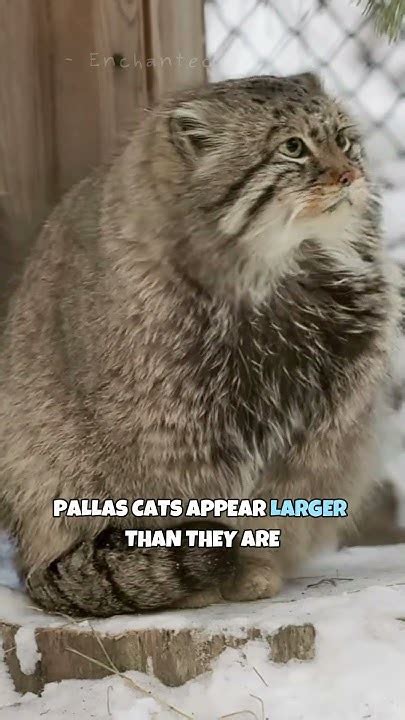 Pallas Cat Worlds Grumpiest Cat Shorts Youtube